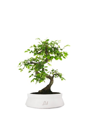 Olmo Zelkova S