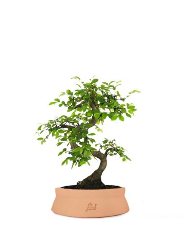 Olmo Zelkova S