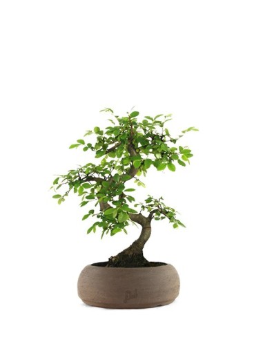 Olmo Zelkova S