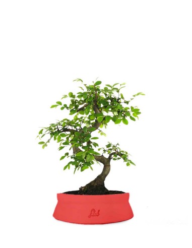 Olmo Zelkova S