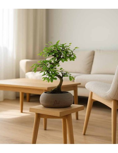 Olmo Zelkova S