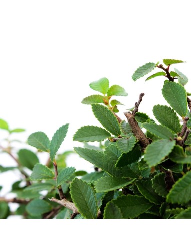 Olmo Zelkova S