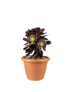 Aeonium Kilimangiaro -...