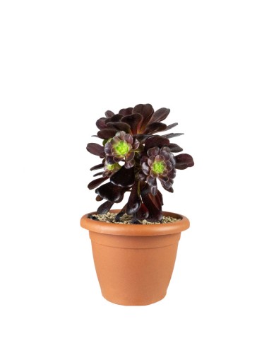 Aeonium Kilimangiaro - Pianta...