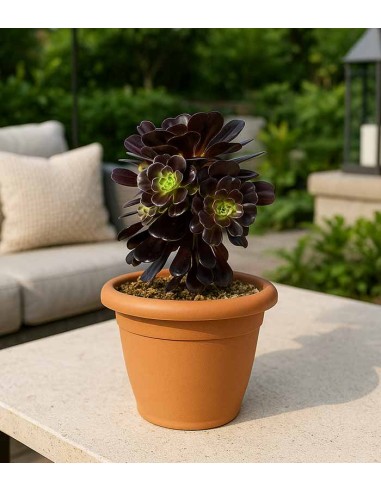 Aeonium Kilimangiaro