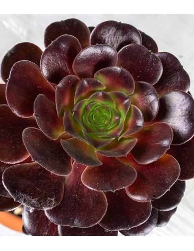 Aeonium Kilimangiaro