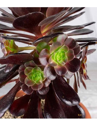 Aeonium Kilimangiaro - Pianta...