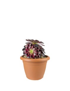 Aeonium Medusa