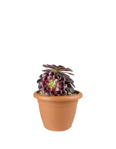 Aeonium Medusa