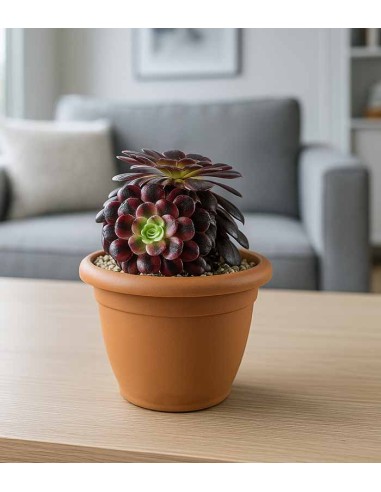 Aeonium Medusa