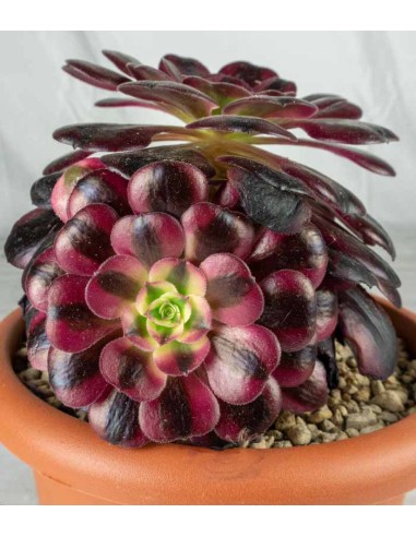 Aeonium Medusa