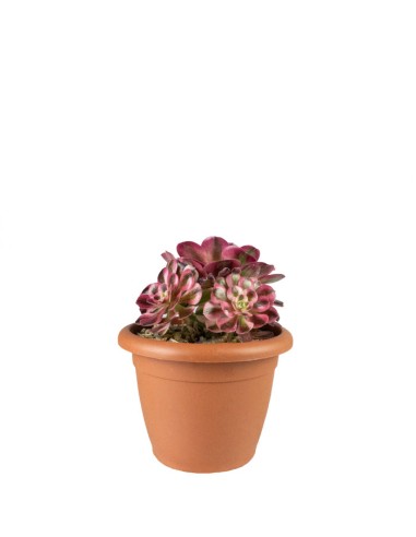 Aeonium Pink Witch