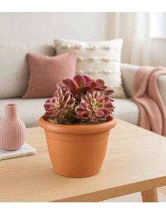Aeonium Pink Witch 2