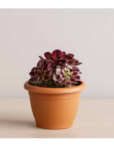 Aeonium Pink Witch