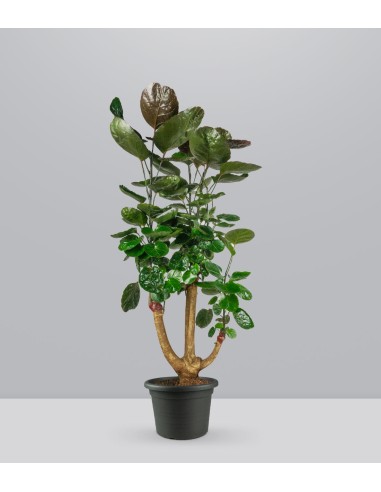 Polyscias scutellaria | fabian