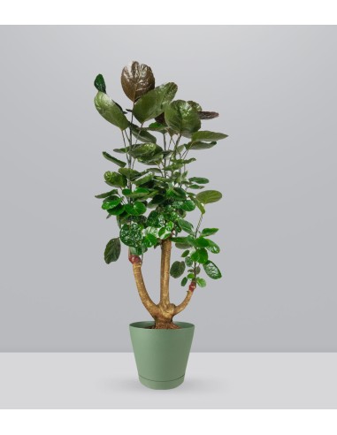 Polyscias scutellaria | Fabian