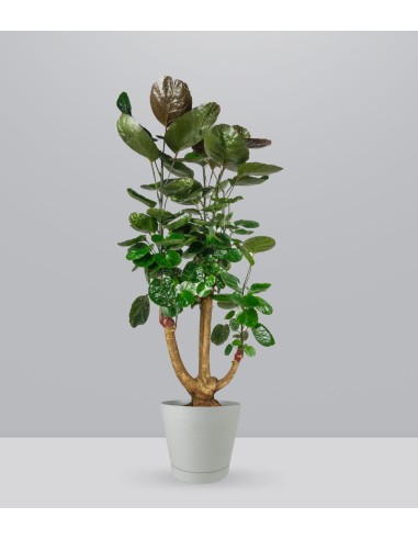 Polyscias scutellaria | Fabian