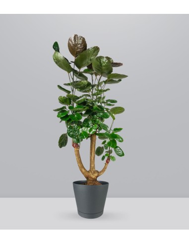 Polyscias scutellaria | fabian