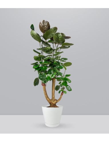 Polyscias scutellaria | fabian