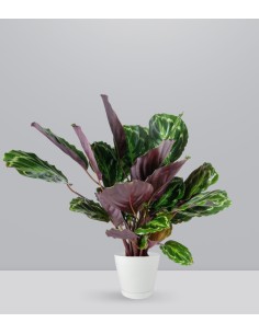 Calathea Veitchiana 75 cm