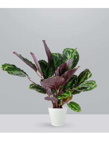 Calathea Veitchiana 75 cm