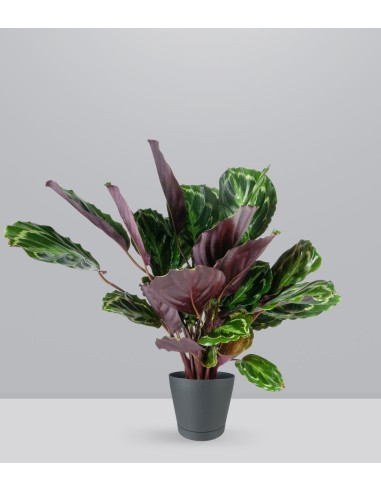 Calathea Veitchiana | H75 cm