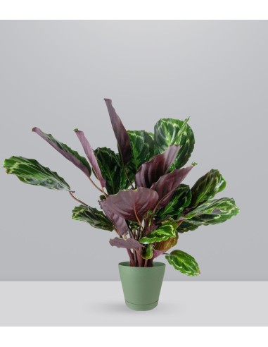 Calathea Veitchiana 75 cm