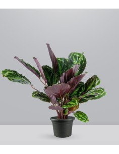 Calathea Veitchiana | H75 cm 2