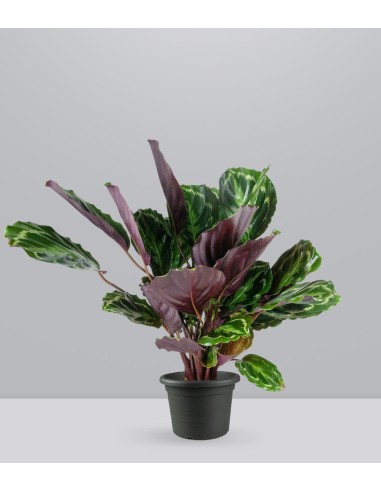 Calathea Veitchiana 75 cm
