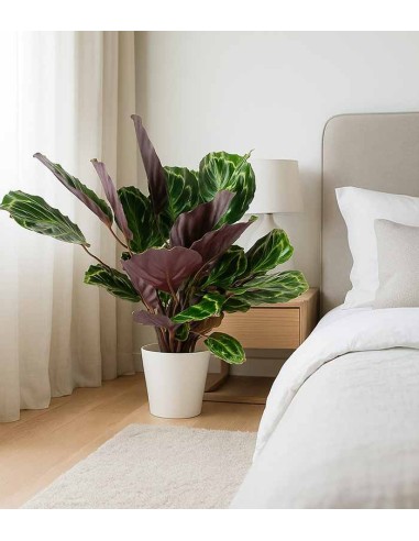 Calathea Veitchiana 75 cm