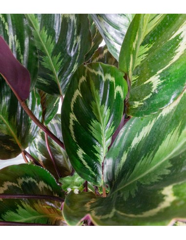 Calathea Veitchiana 75 cm