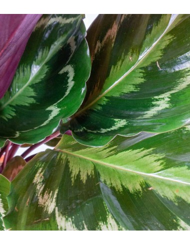 Calathea Veitchiana 75 cm