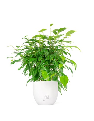 Ficus beniamino "Green Kinky"