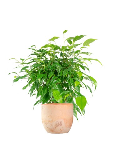 Ficus beniamino "Green Kinky"