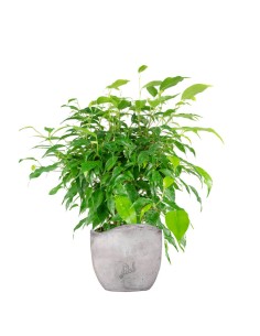 Ficus beniamino "Green Kinky" 2
