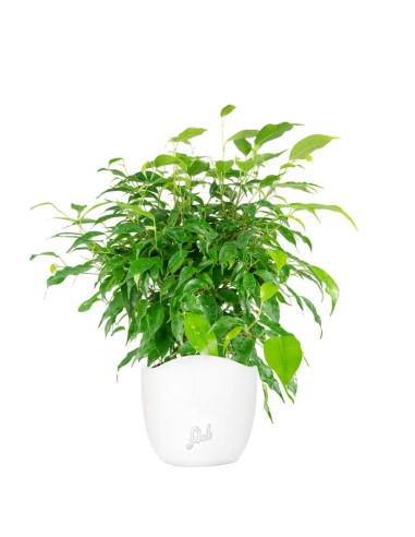 Ficus beniamino "Green Kinky"