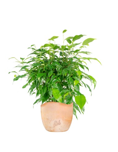 Ficus beniamino "Green Kinky"