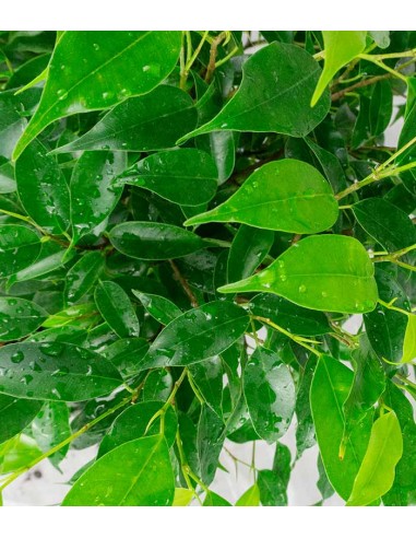 Ficus beniamino "Green Kinky"