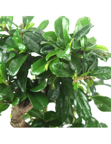Carmona impalcata