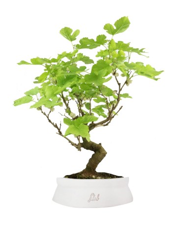 Gelso bonsai 9 anni