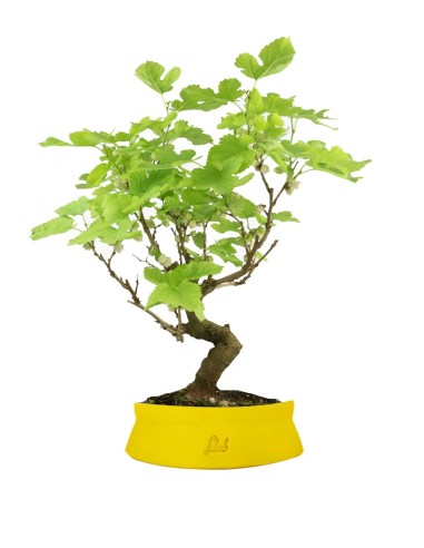 Gelso bonsai 9 anni