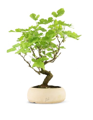 Gelso bonsai 9 anni