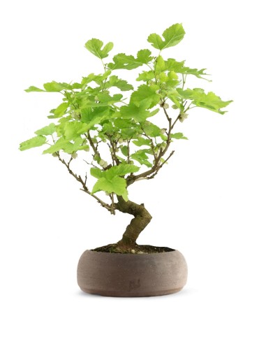 Gelso bonsai 9 anni