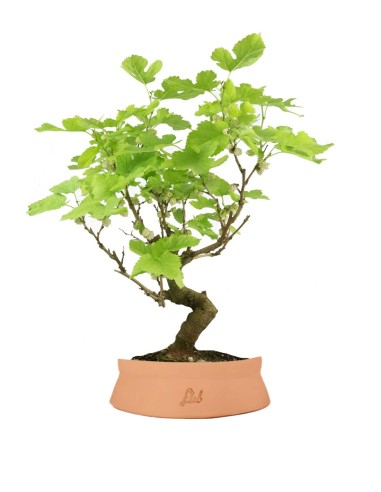 Gelso bonsai 9 anni