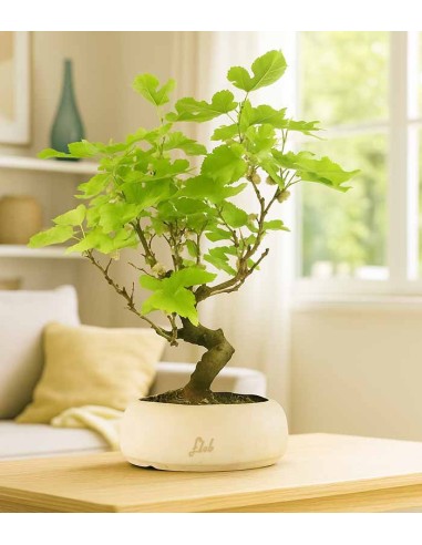 Gelso bonsai 9 anni