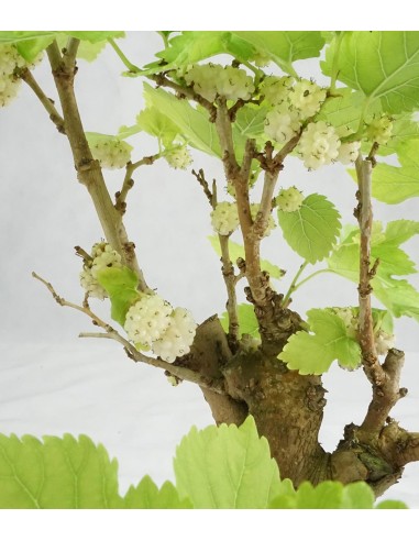 Gelso bonsai 9 anni