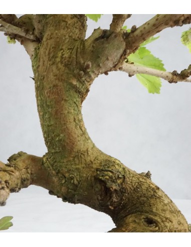 Gelso bonsai 9 anni