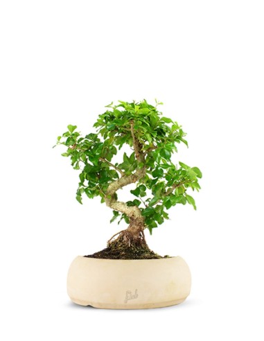 Ligustro L