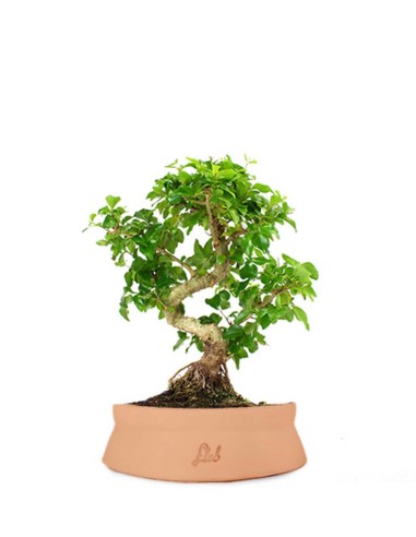 Ligustro L