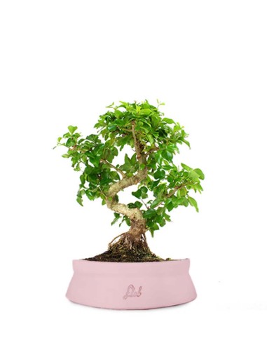Ligustro L